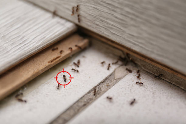Wasp Removal Services in Keewatin, MN
