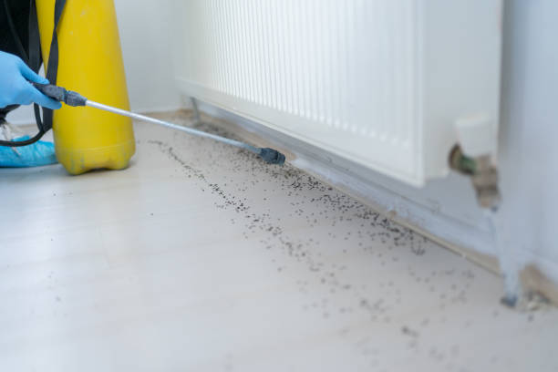Professional Pest Control in Keewatin, MN