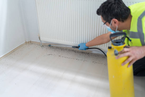 Best Termite Control Services  in Keewatin, MN
